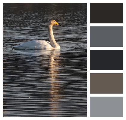 Whooper Swan Swan Lake Image